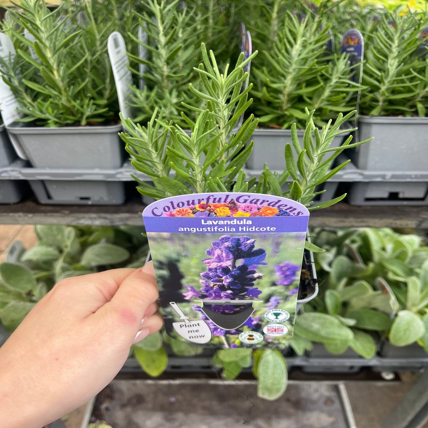 Lavender angustifolia 'Hidcote' (9cm/2L)