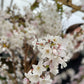 Ornamental Flowering Cherry Blossom Tree -  Nipponica ‘Brilliant' 7.5L 1m