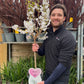 Ornamental Flowering Cherry Blossom Dwarf Tree -  Nipponica  ‘Brilliant' (2 Sizes Available)