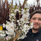 Ornamental Flowering Cherry Blossom Dwarf Tree -  Nipponica  ‘Brilliant' (2 Sizes Available)