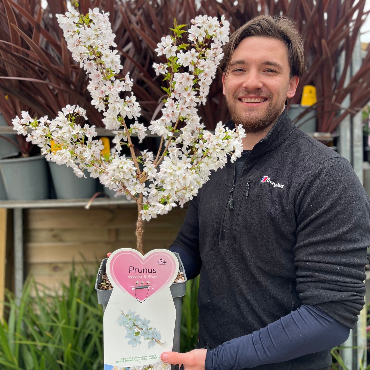 Ornamental Flowering Cherry Blossom Dwarf Tree -  Nipponica  ‘Brilliant' (2 Sizes Available)