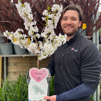 Ornamental Flowering Cherry Blossom Dwarf Tree -  Nipponica  ‘Brilliant' (2 Sizes Available)