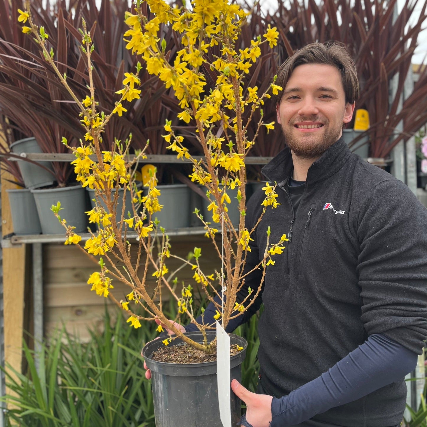 Forsythia x intermedia 'Mikador' 5L