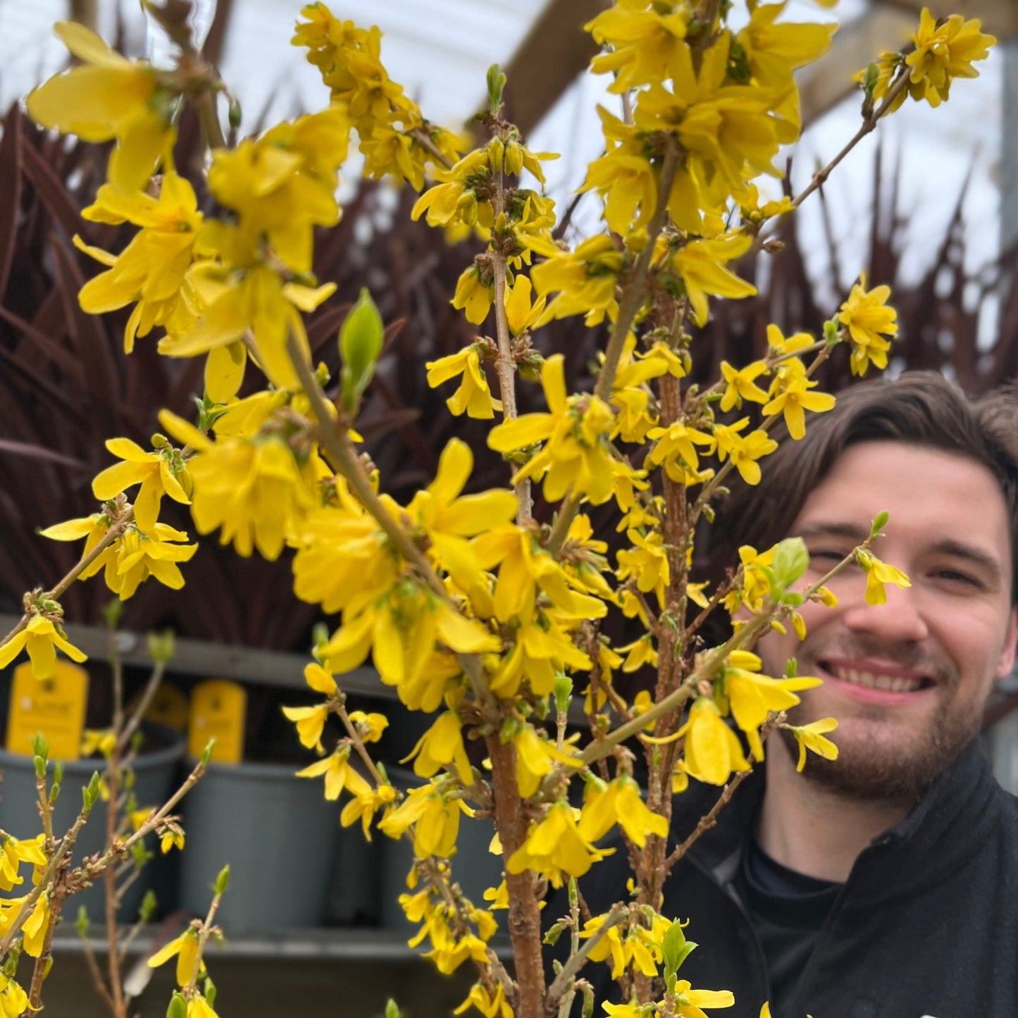 Forsythia x intermedia 'Mikador' 5L