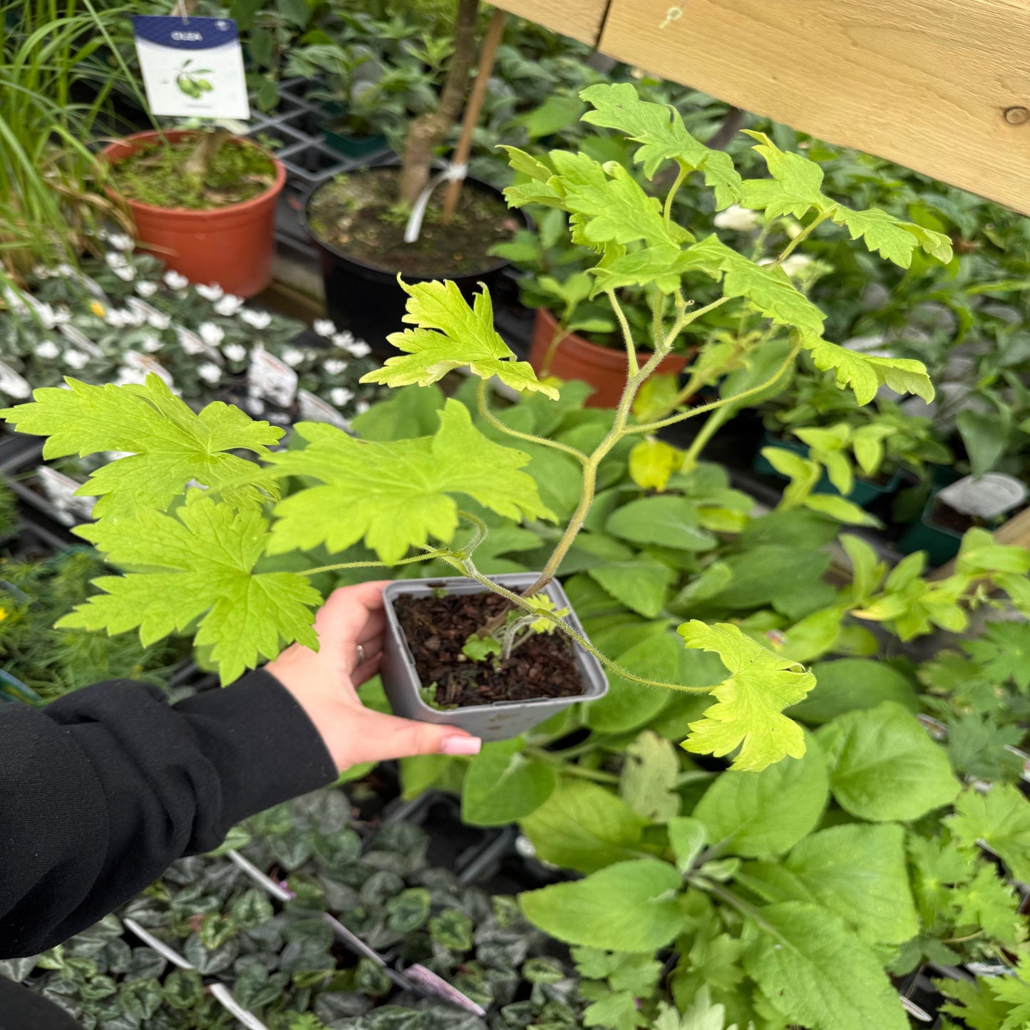 Delphinium 'Dark Blue Black Bee' 9cm/1.5L