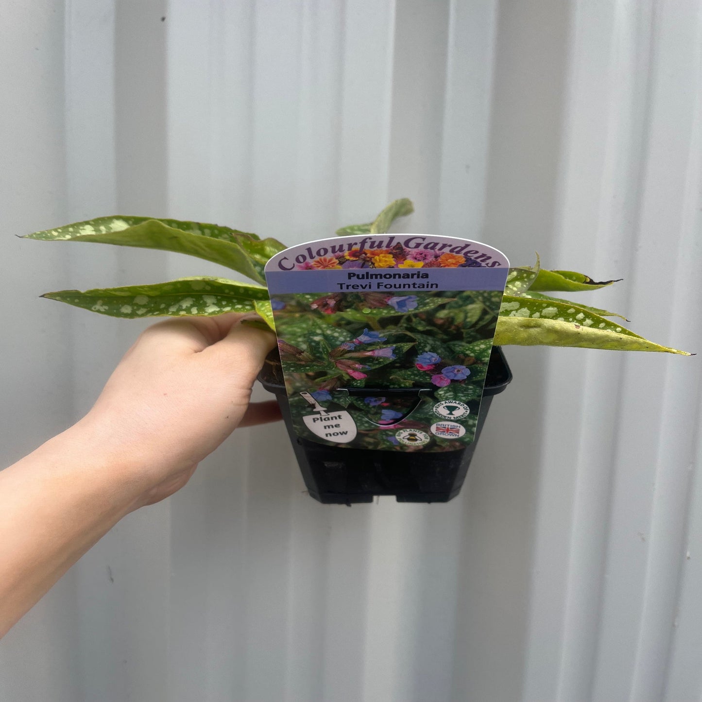 Pulmonaria 'Trevi Fountain' 9cm/2L