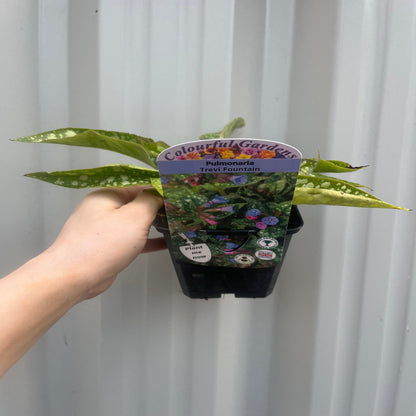 Pulmonaria 'Trevi Fountain' 9cm/2L
