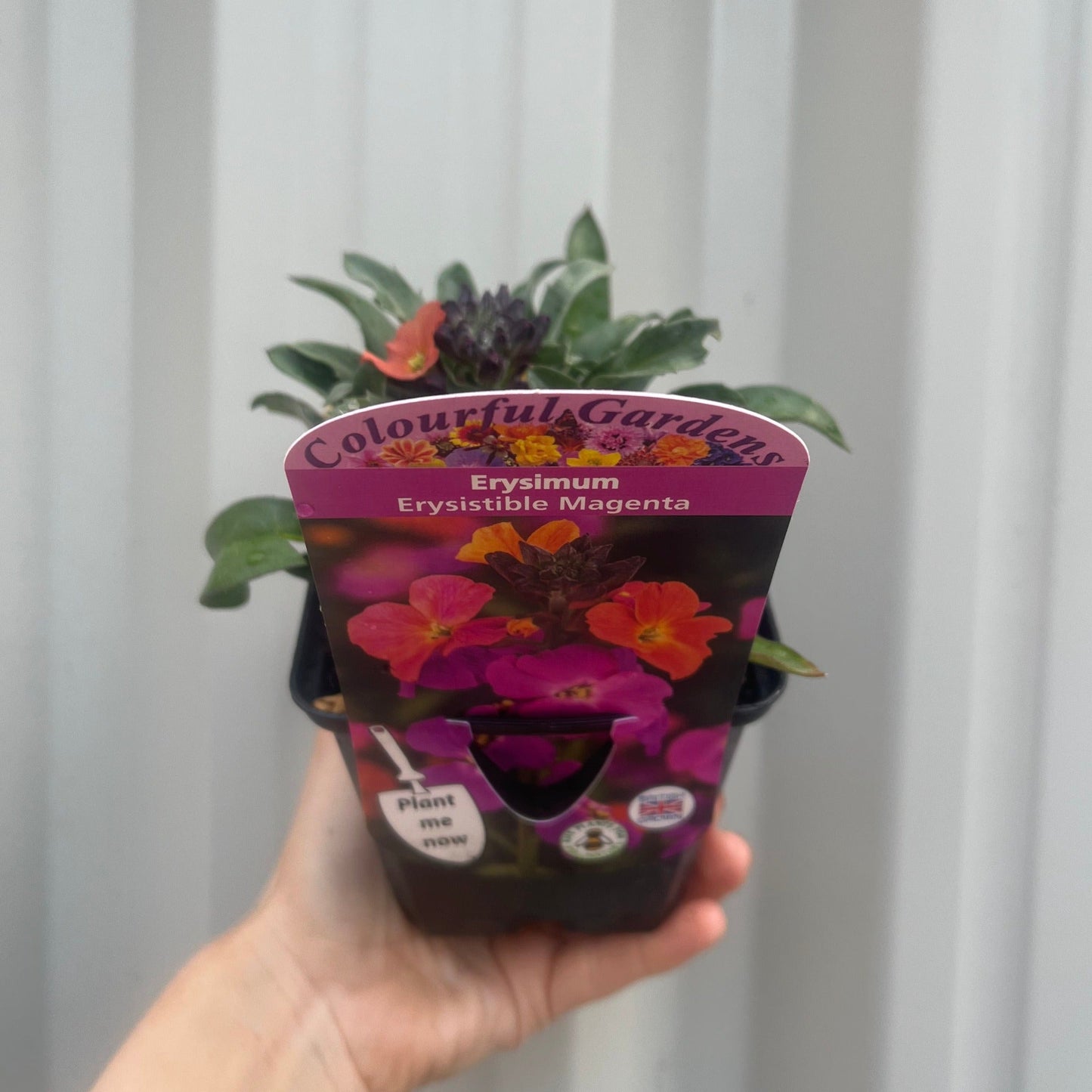 Erysimum 'Erysistible Magenta' 9cm