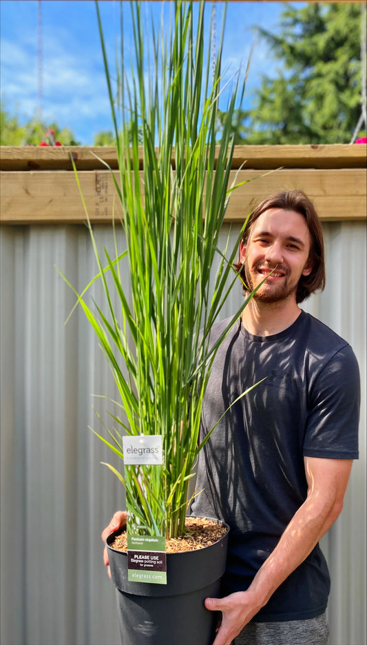 Panicum virigatum Northwind 9cm / 2L / 12L