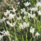 Lavender stoechas 'Javelin White' 9cm/1.5L