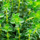 Lemon Thyme (Herb) 9cm