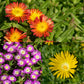 Delosperma 9cm (Our Choice)