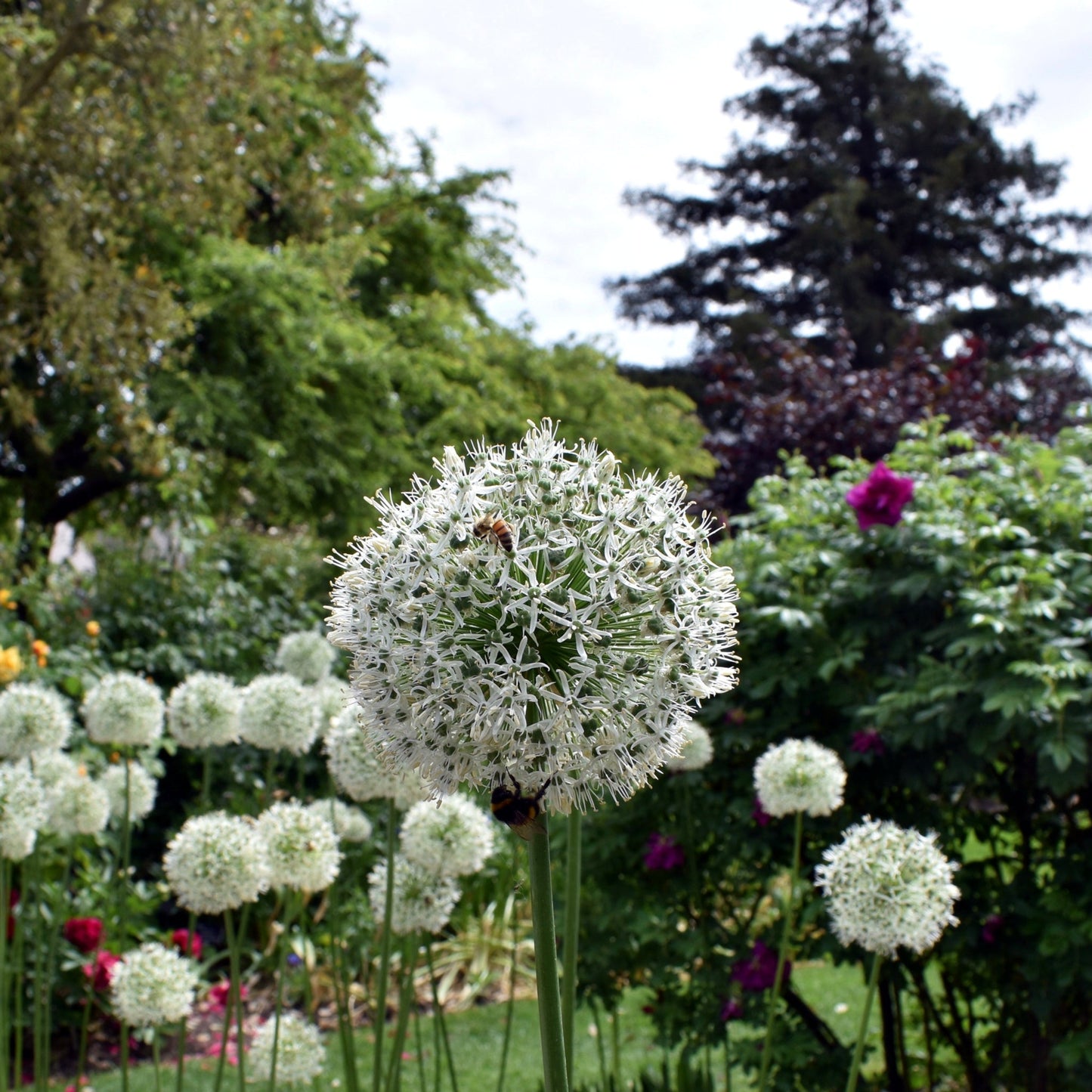 Allium 'Mont Blanc' 2L