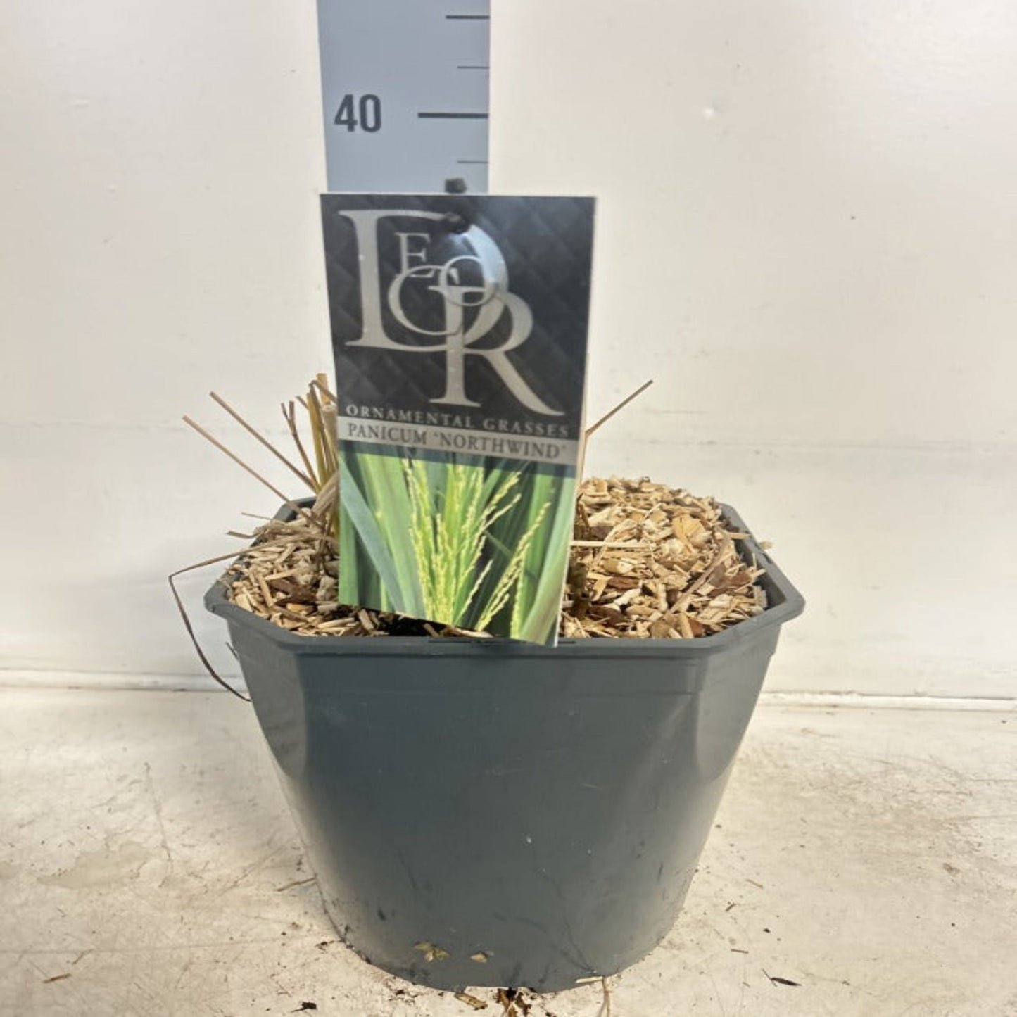 Panicum virigatum Northwind 9cm / 2L / 12L