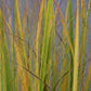 Panicum virigatum Northwind 9cm / 2L / 12L
