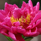 Peony Mix of 3 Plants (3 x 9cm-1L Pots)