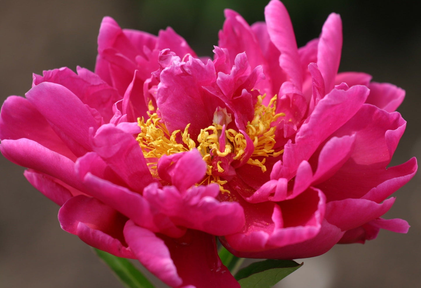Peony Mix of 3 Plants (3 x 9cm-1L Pots)