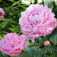 Peony Mix of 3 Plants (3 x 9cm-1L Pots)