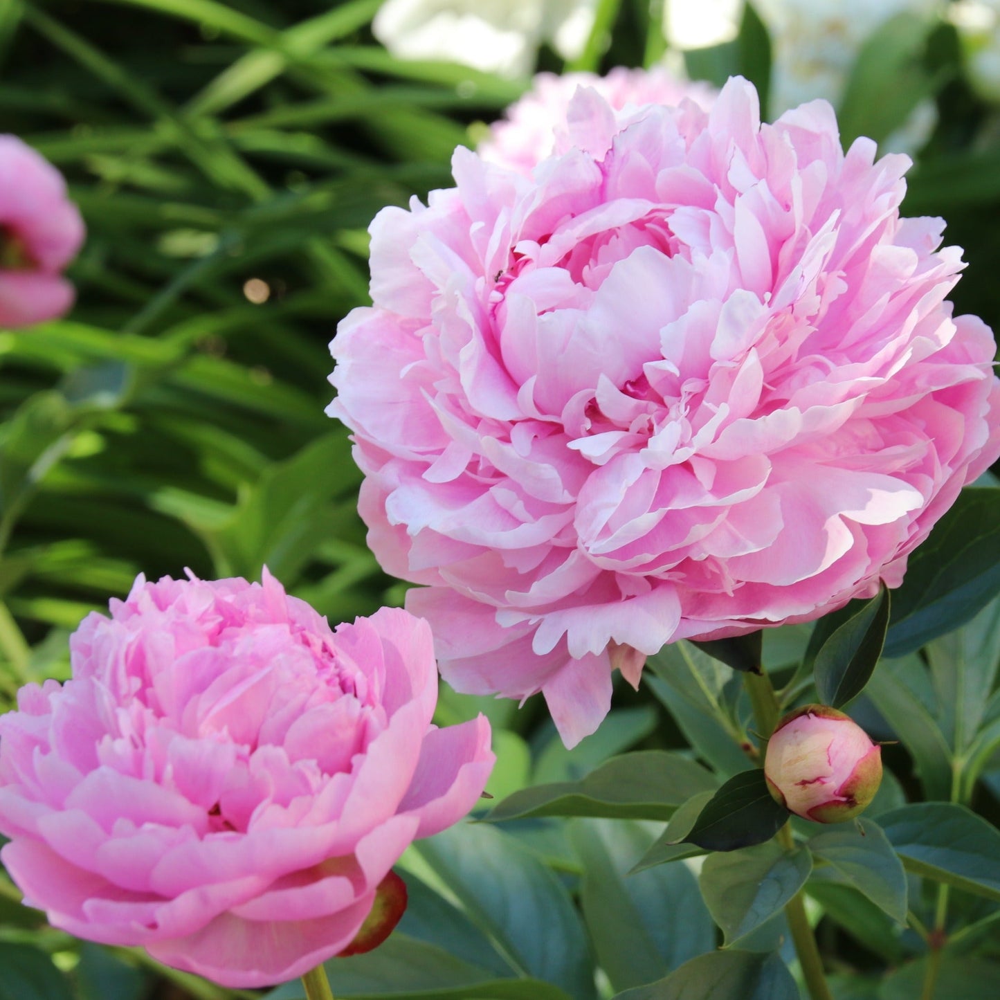 Peony Mix of 3 Plants (3 x 9cm-1L Pots)