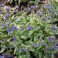 Pulmonaria 'Trevi Fountain' 9cm/2L