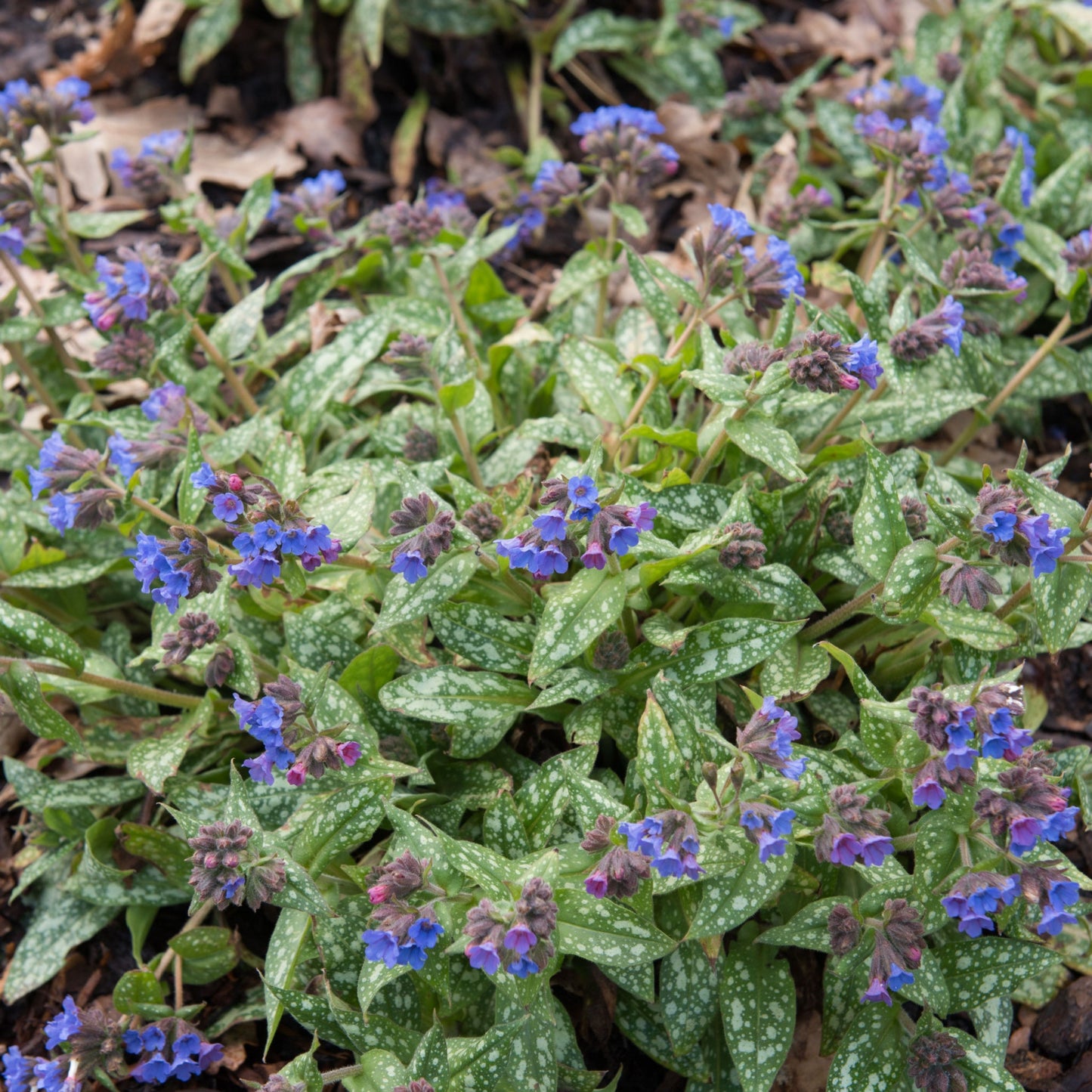 Pulmonaria 'Trevi Fountain' 9cm/2L