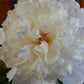 Peony 'Shirley Temple' 1L / 2L