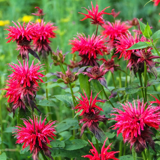 Monarda Fireball 9cm
