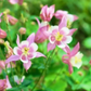 Aquilegia Spring Magic Rose' 9cm