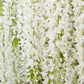 Wisteria sinensis 'Alba' 2L 100-120cm