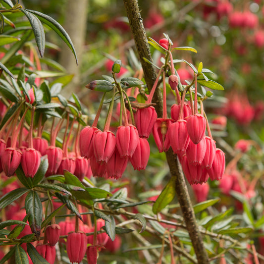 Crinodendron hookerianum 3L (60-70cm)