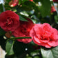 Camellia japonica 'Lady Campbell' 3L