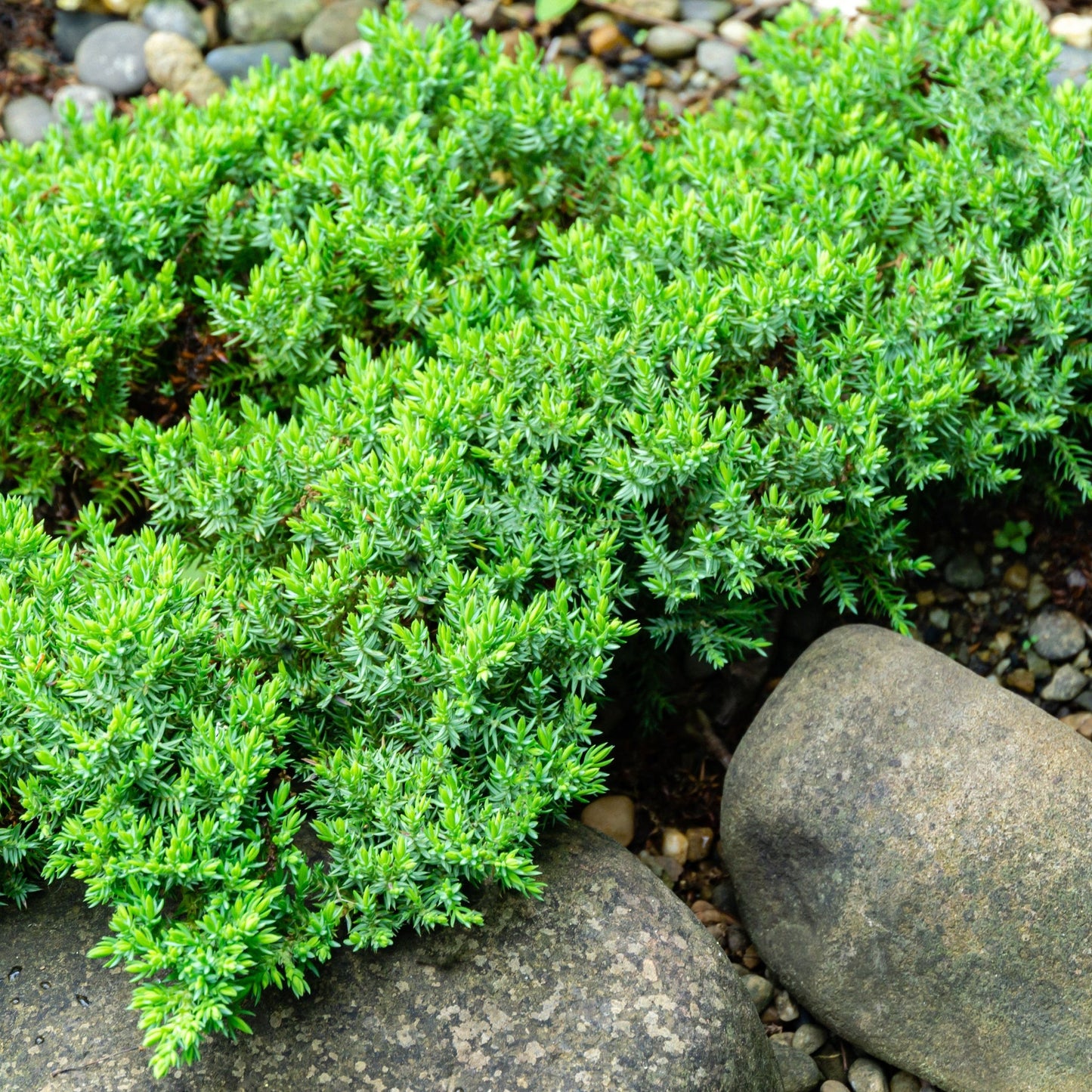 Juniperus procumbens 'Nana' 2L