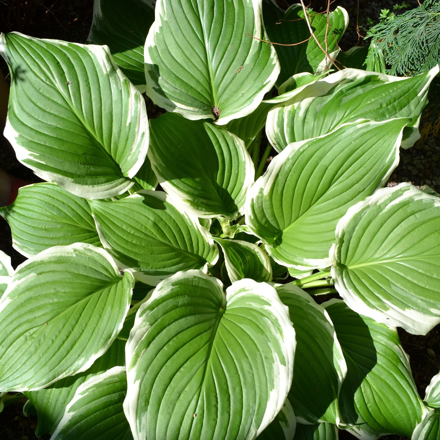 Hosta undulata var. albomarginata 1L