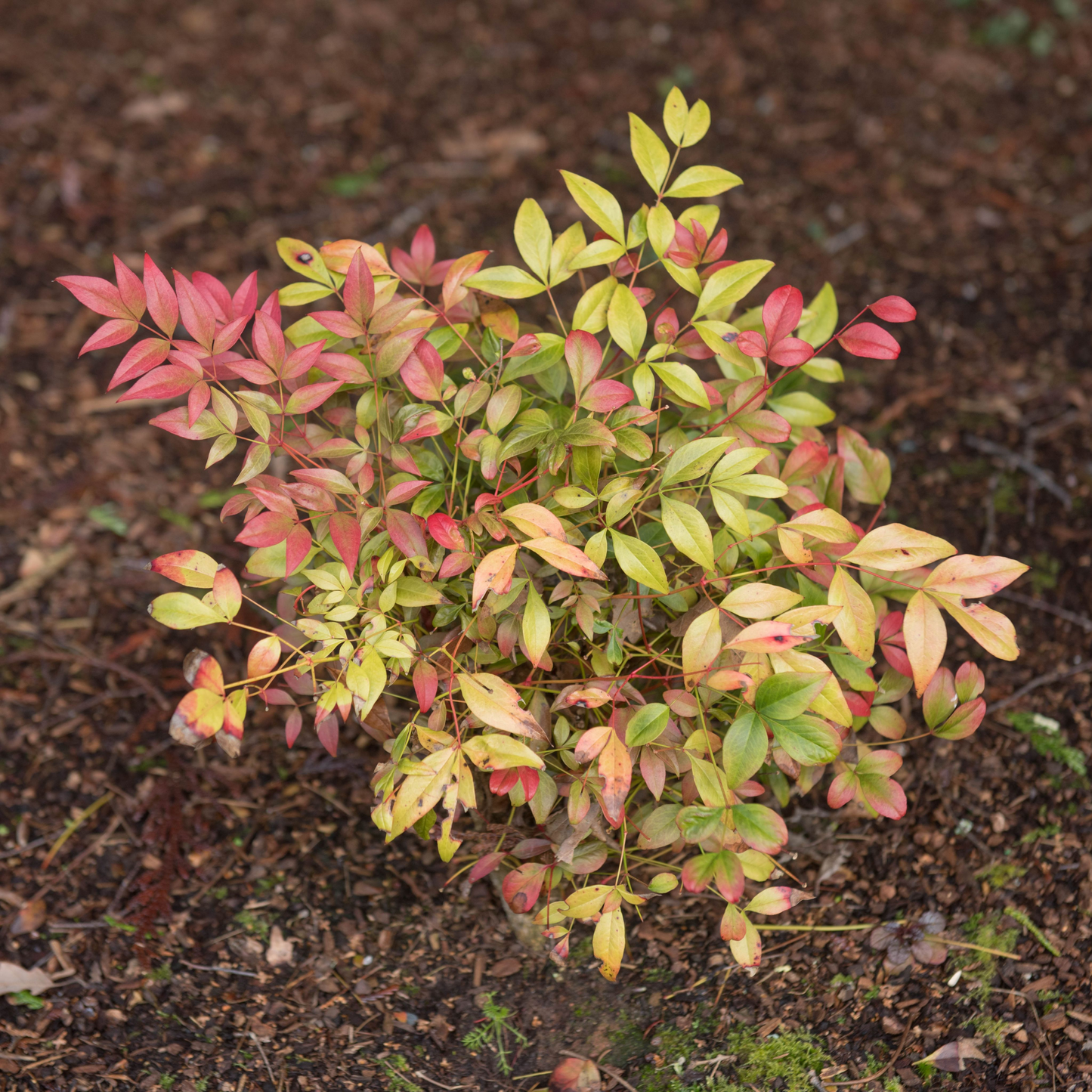 Nandina domestica 'Obsessed' 9cm / 3L
