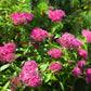 Spiraea Double Play 'Artist' 3L