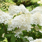 Hydrangea paniculata Grandiflora 1/2L/10L