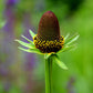 Rudbeckia Green Wizard (9cm)