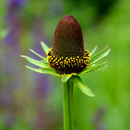 Rudbeckia Green Wizard (9cm)
