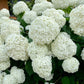 Dwarf Hydrangea arborescens BellaRagazza 'Blanchetta' 3L