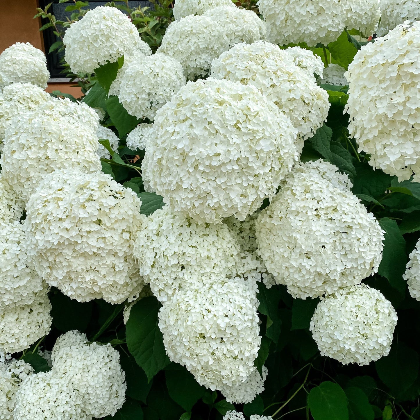 Dwarf Hydrangea arborescens BellaRagazza 'Blanchetta' 3L