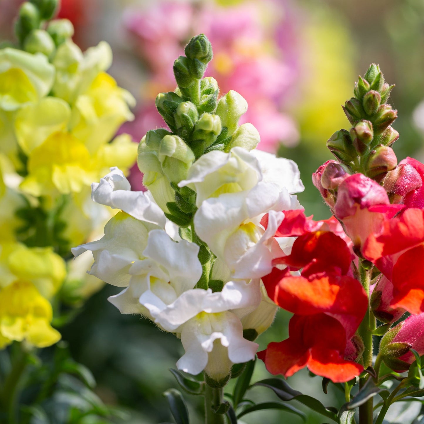 Antirrhinum 9-10cm (Our Choice)