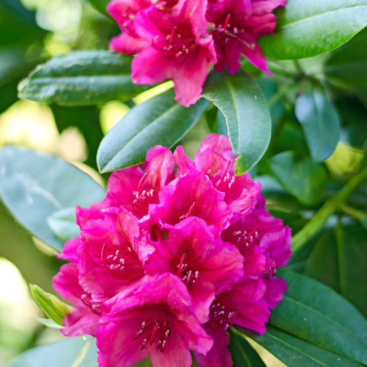 Rhododendron hybride 'Maxi Rose' 5L