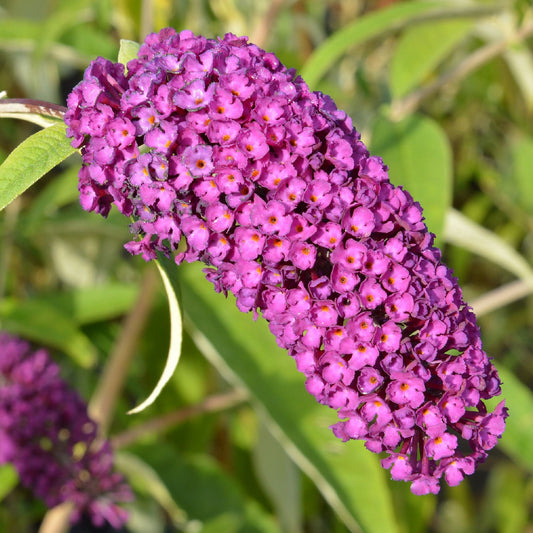 Buddleja davidii 'Royal Red' 1L / 2L