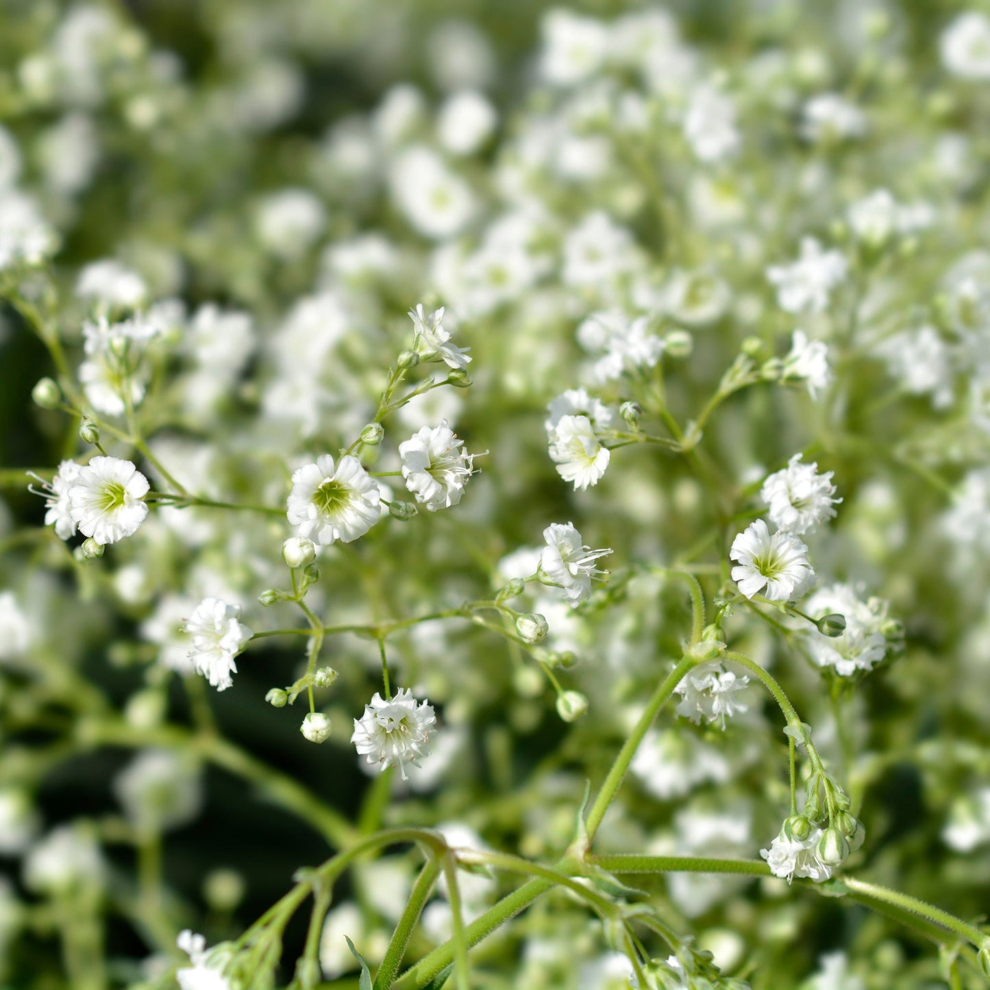 Gypsophila paniculata White 1.5L