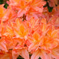 Rhododendron 'Tortoischell Orange' 5L
