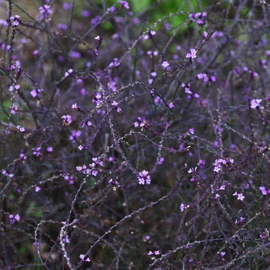 Verbena officinalis var. grandiflora 'Bampton' 9cm/2L