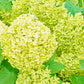 Hydrangea paniculata 'White Light' 2L / 5L / 7.5L