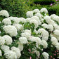 Dwarf Hydrangea arborescens BellaRagazza 'Blanchetta' 3L