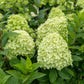 Hydrangea paniculata 'Little Spooky' 9cm / 5L