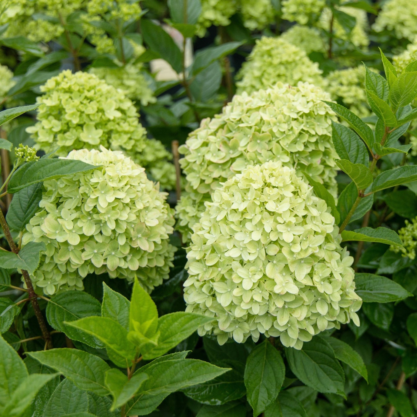 Hydrangea paniculata 'Little Spooky' 9cm / 5L
